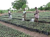 Projet Entretien Forêts